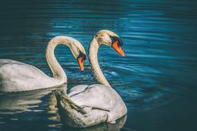 amazing Swan Animal