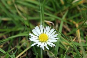 white Daisy on Meadow at Spring