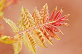 incredible Twig Leaf Foliage