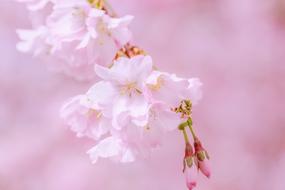 blooming cherry on a pink background