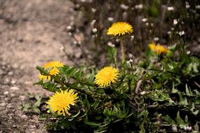 yellow Dandelion Flowers in Garden