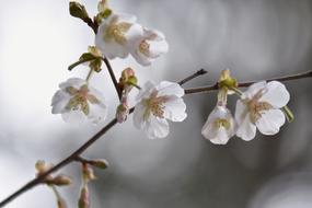 branch japanese cherry with white flowers