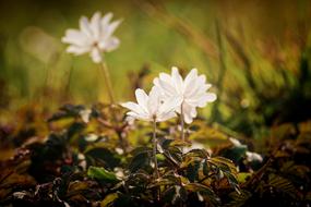 romantic wood anemone in spring