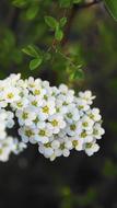 Flowers Bush at Spring