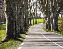 Lined Trees Landscape