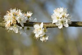 Branch Shrub Flower
