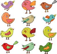 variety of birds as an illustration for children