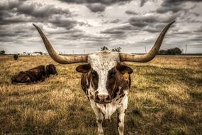 dramatic sky over big cattle in the meadow
