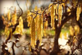 enchanting Hazel Catkin Flower