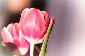 Close-up of the beautiful, blooming, pink, red and white tulip flowers in light