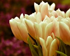 enchanting Tulips Bouquet Flowers