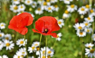 amazing Poppy Flowers