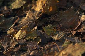 forest dry leaves close up on blurred background