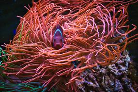 Coral Fish Nemo in Aquarium