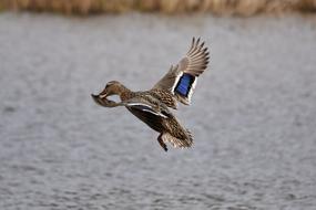 Lake Bird Wild
