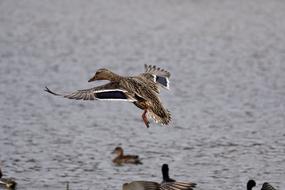 splendid Lake Bird
