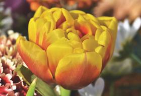 Close-up of the beautiful yellow and red tulip flower among other colorful flowers