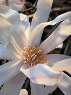 macro photo of a white magnolia bud