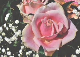Rose Floribunda