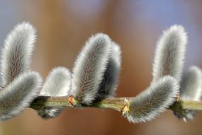 willow in spring