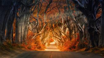 trees as hedges in Armoy, northern ireland