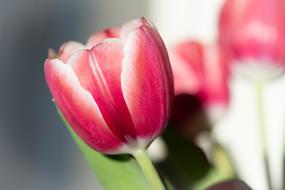 Close-up of the beautiful red, pink and white blossoming tulip flowers