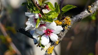 blooming twig on a blurred background on a sunny day