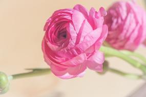 enchanting Ranunculus Pink Blossom