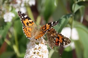 gorgeous Butterflies Flowers