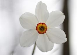 Close-up of the beautiful, blooming, white, red, orange and yellow narcis flower, at blurred background