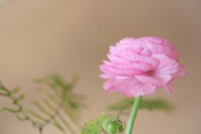 delicate pink ranunculus