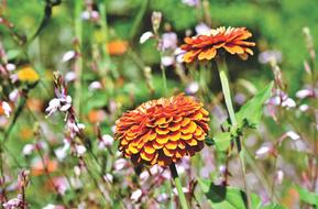 Zinnia Flower Meadow
