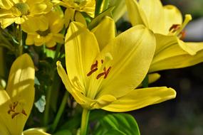 Beautiful, blooming Lily flowers with green leaves in light