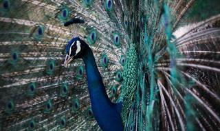 incredible Peacock Pattern