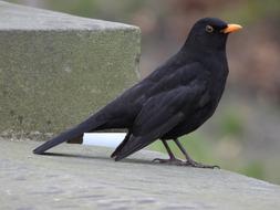 black raven on a concrete slab