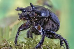 Close-up of the black, shiny minotaur-beetle among the colorful plants