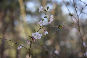 gorgeous Landscape Plant
