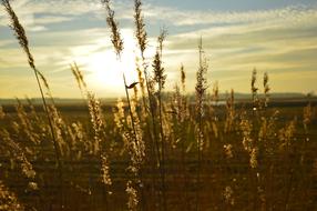 field grass at sunset