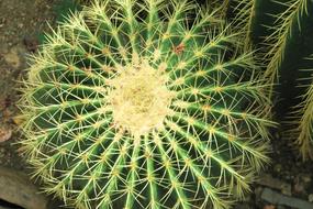 green cactus as a big ball