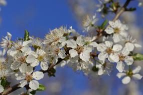 branch of blooming plum close up