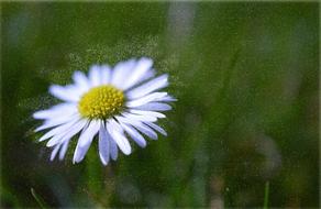 amazing Daisy Blossom