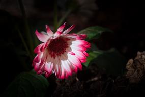 white-pink gerbera in the dark