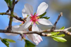 Spring Flower Kikelet