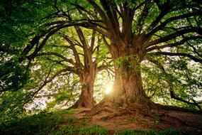 big trees in the forest at sunset