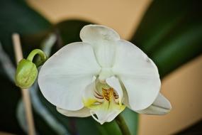 unusually beautiful Orchid Garden Flower