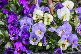 purple, blue and white violets in the flowerbed