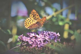 wonderful Butterfly Tropical