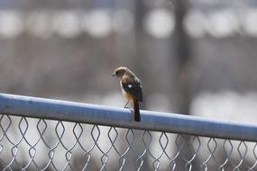 small Bird Wild