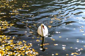 swan in the lake in autumn time