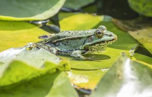 frog on a shiny green leaf